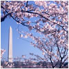 米国ワシントン市に咲く桜並木。