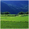 A series of rice fields in the mountains.