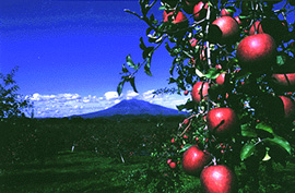 Apples hang from tree with mountain in background
