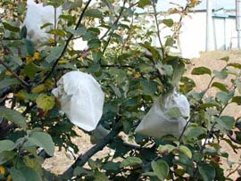 White paper bags covering apples on trees