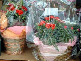 Red carnations in baskets, wrapped in celophane