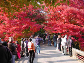 Bright red trees line a bridge where people stand, admiring the fall colors