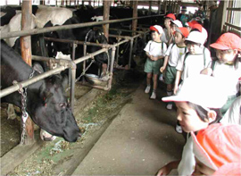 Elementary school students looking at a cow in a stall
