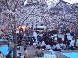 People sitting at picnic sites under blossoming cherry trees