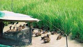 Aigamo ducks race into an organicly farmed rice paddy.