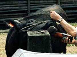 A Matsuzaka cow strains against having beer poured into its mouth.