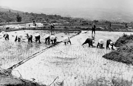 A row of villagers stand in a flooded rice field transplanting rice seedlings.
