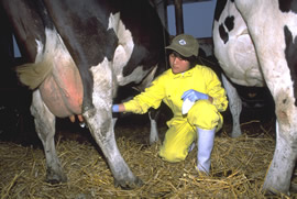 A farmer in bright yellow milks a cow by hand.