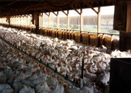 Hundreds of chicken crowded into a low building.