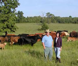 Two farmers and their cattle in an organic field.