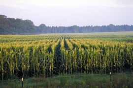 Rows of corn stretch out to distant trees.