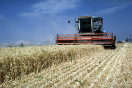 A  threshing machine mows through rows of wheat.