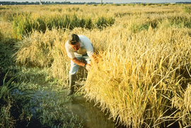 A man bends over brown rice plants in a field.