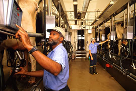 Two men check milking machines attached to cows.