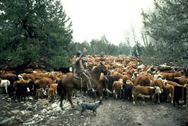 カウボーイが牛の群を駆りたてています。