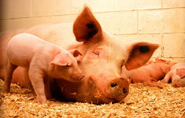 雌豚と5頭の豚の子どもが小屋の中で寝ています。